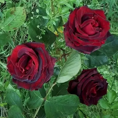 Роза ПАПА МЕЙЯН чайно-гибридная в Светлогорске