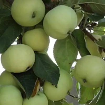 Яблоня ПАПИРОВКА в Светлогорске