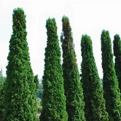 Туя ДЕГРУТ СПАЙР западная в Светлогорске