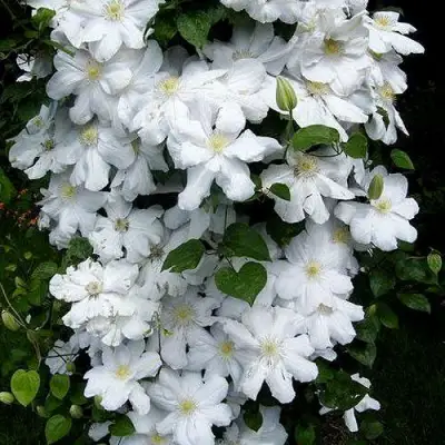 Клематис ТОКИ в Светлогорске