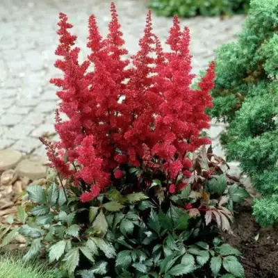 Астильба ГРАНАТ Арендса в Светлогорске