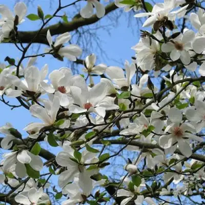 Магнолия АЛЬБА СУПЕРБА в Светлогорске