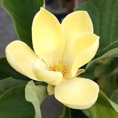 Магнолия ЕЛЛОУ ЛАНТЕРН в Светлогорске