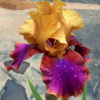 Ирис ГАЛА МАДРИД бородатый в Светлогорске