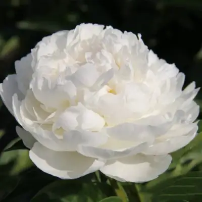 Пион СНЕЖНАЯ КРЕПОСТЬ древовидный в Светлогорске