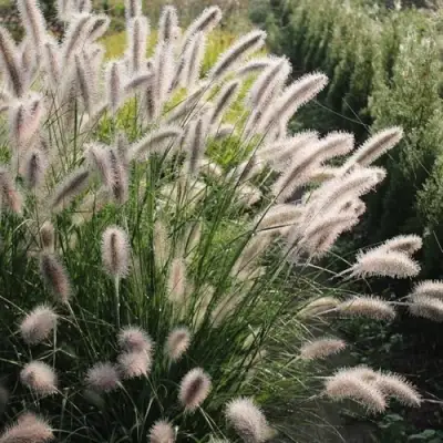 Пеннисетум ЛЕДИ Ю в Светлогорске