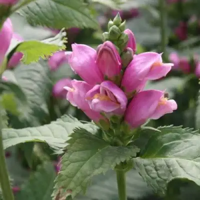 Хелоне КОСАЯ в Светлогорске