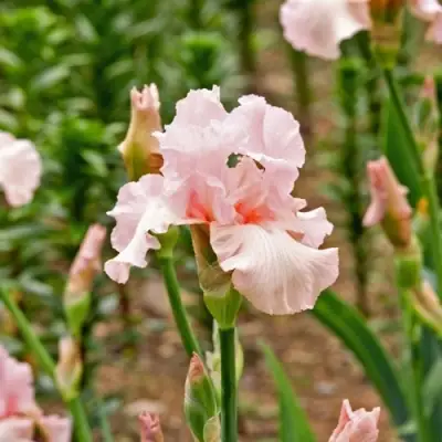 Ирис ПИНК ХОРАЙЗОН бородатый в Светлогорске