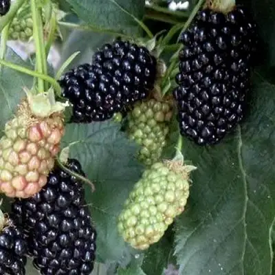 Ежевика ПРАЙМ АРК ФРИДОМ ремонтантная  в Светлогорске