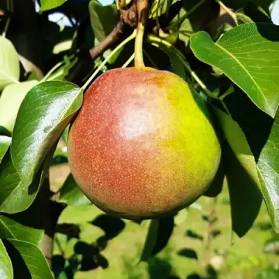 Груша КУПАЛА в Светлогорске