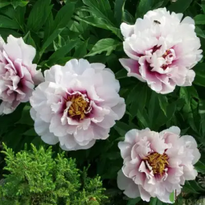 Пион КОРА ЛУИЗА ито-гибрид в Светлогорске