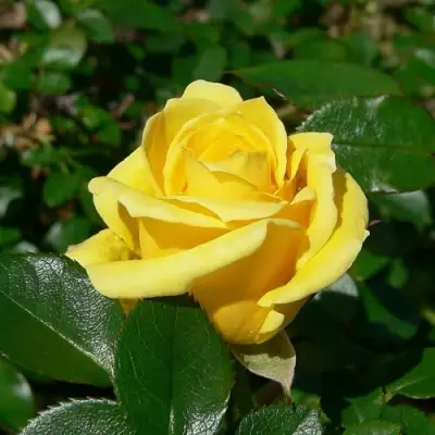 Роза ПАПИЛОН чайно-гибридная в Светлогорске