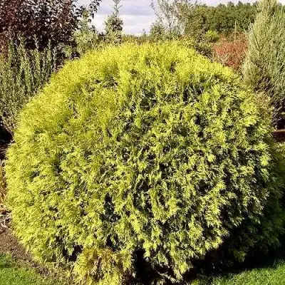 Туя ГЛОБОЗА АУРЕА западная в Светлогорске