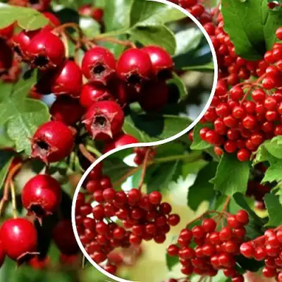 Комплект БУДЬ ЗДОРОВ в Светлогорске