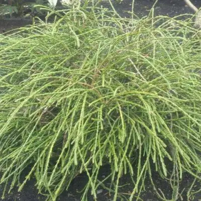 Туя ФИЛИФОРМИС   в Светлогорске