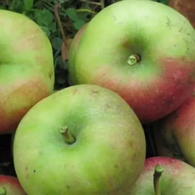 Яблоня ПАМЯТЬ СИКОРЫ в Светлогорске