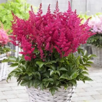 Астильба ЛАКИ ДЕЙ Арендса в Светлогорске