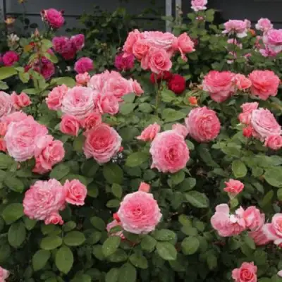 Роза ИНСТИТУТ ЛЮМЬЕР шраб в Светлогорске