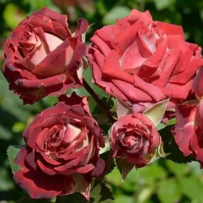 Роза ТИРАМИСУ спрей в Светлогорске