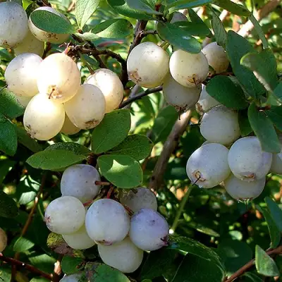 Голубика СНЕГУРОЧКА в Светлогорске