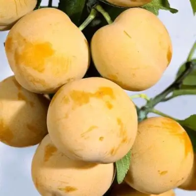 Слива РЕНКЛОД ранний в Светлогорске