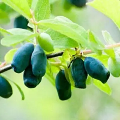 Жимолость съедобная АМФОРА в Светлогорске