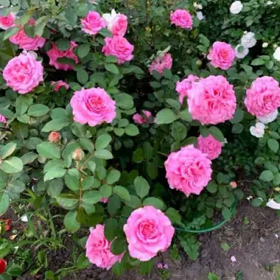 Роза ЭШЛИ чайно-гибридная в Светлогорске