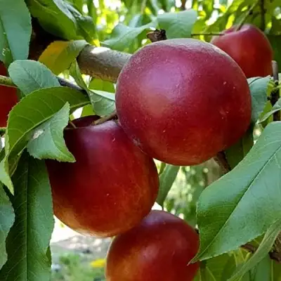 Нектарин ФАНТАЗИЯ в Светлогорске