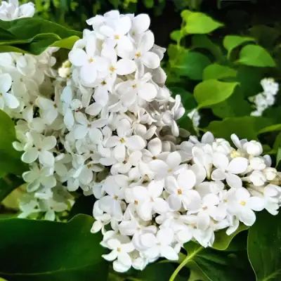 Сирень МАЛЕНЬКИЙ ПРИНЦ в Светлогорске