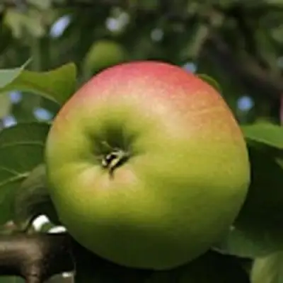 Яблоня СОКОЛОВСКОЕ стелющаяся в Светлогорске