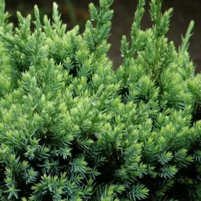 Можжевельник ХОЛГЕР чешуйчатый в Светлогорске