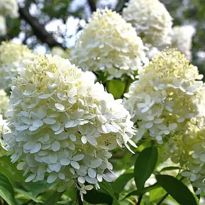 Гортензия БОМБШЕЛ метельчатая в Светлогорске