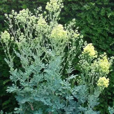 Василистник ГЛАУКУМ желтый в Светлогорске