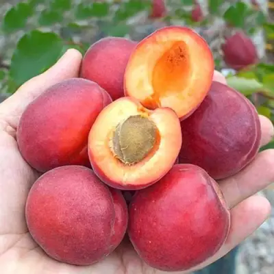 Абрикос РУБИСТА в Светлогорске