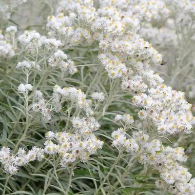 Анафалис ЖЕМЧУЖНЫЙ в Светлогорске