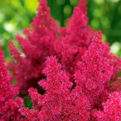 Астильба КОБЛЕНЦ японская в Светлогорске