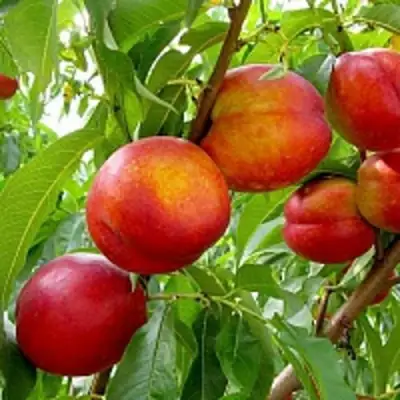 Нектарин ХАРБЛЕЙЗ в Светлогорске