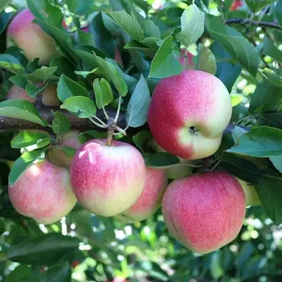 Яблоня ГРУШОВКА МОСКОВСКАЯ в Светлогорске