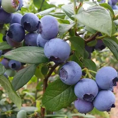 Голубика БЛЮГОЛД в Светлогорске