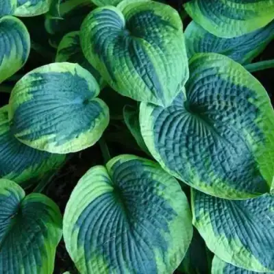 Хоста ТОКУДАМА ФЛАВОЦИРЦИНАЛИС гибридная в Светлогорске