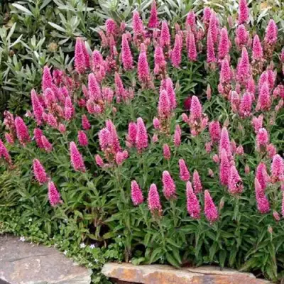 Вероника РОЗЕА колосковая в Светлогорске