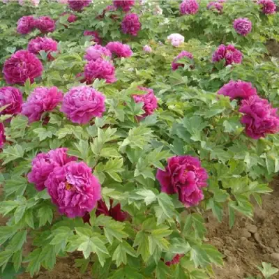 Пион КИТАЙСКИЙ ШЕЛК травянистый в Светлогорске