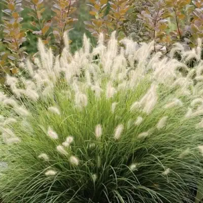 Пеннисетум ХАМЕЛН в Светлогорске