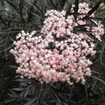 Бузина черная БЛЭК ЛЕЙС ЕВА в Светлогорске