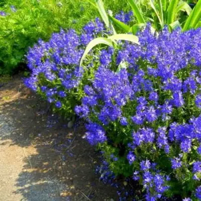 Вероника РОЯЛ БЛЮ большая в Светлогорске