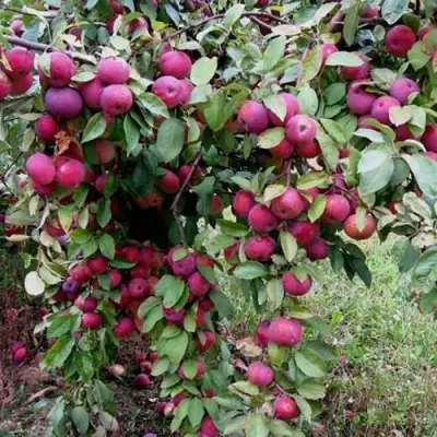 Яблоня ФЛОРИНА в Светлогорске