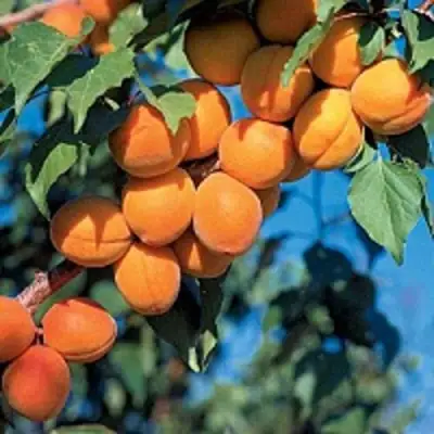 Абрикос ХАРКОТ в Светлогорске