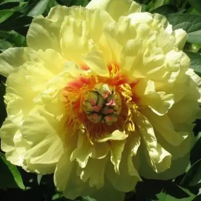 Пион ЗОЛОТАЯ КОРОНА древовидный в Светлогорске