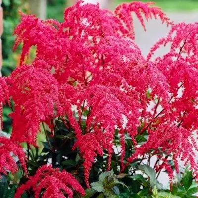 Астильба РЕД ЧАРМ Арендса в Светлогорске
