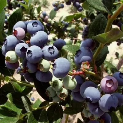 Голубика ЭЛИЗАБЕТ в Светлогорске